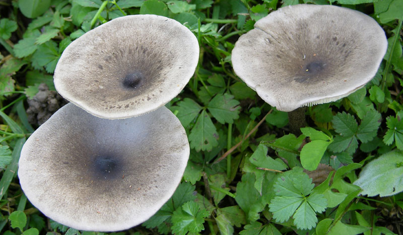 Melanoleuca leucophylloides...?